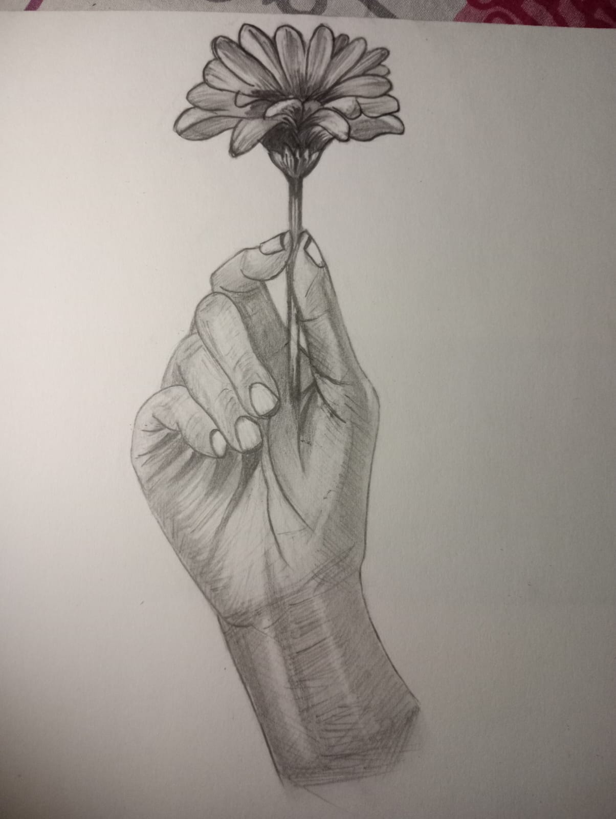 Pencil sketch of a hand holding a single daisy upright
